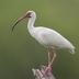 Adult Adult