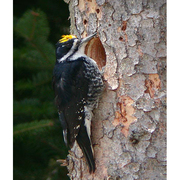 Male. Note: all back back and yellow crown.