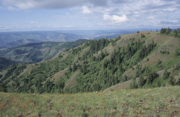 Blue Mountains Ecoregion scene
