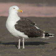 Adult. Note: dark mantle and pale pink legs.